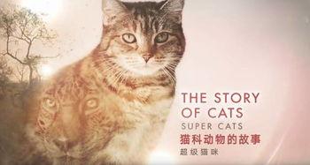 猫科动物的故事,神秘猎手的传奇故事 第1张 猫科动物的故事,神秘猎手的传奇故事 第1张