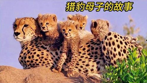 猫科动物的故事,神秘猎手的传奇故事 第3张 猫科动物的故事,神秘猎手的传奇故事 第3张